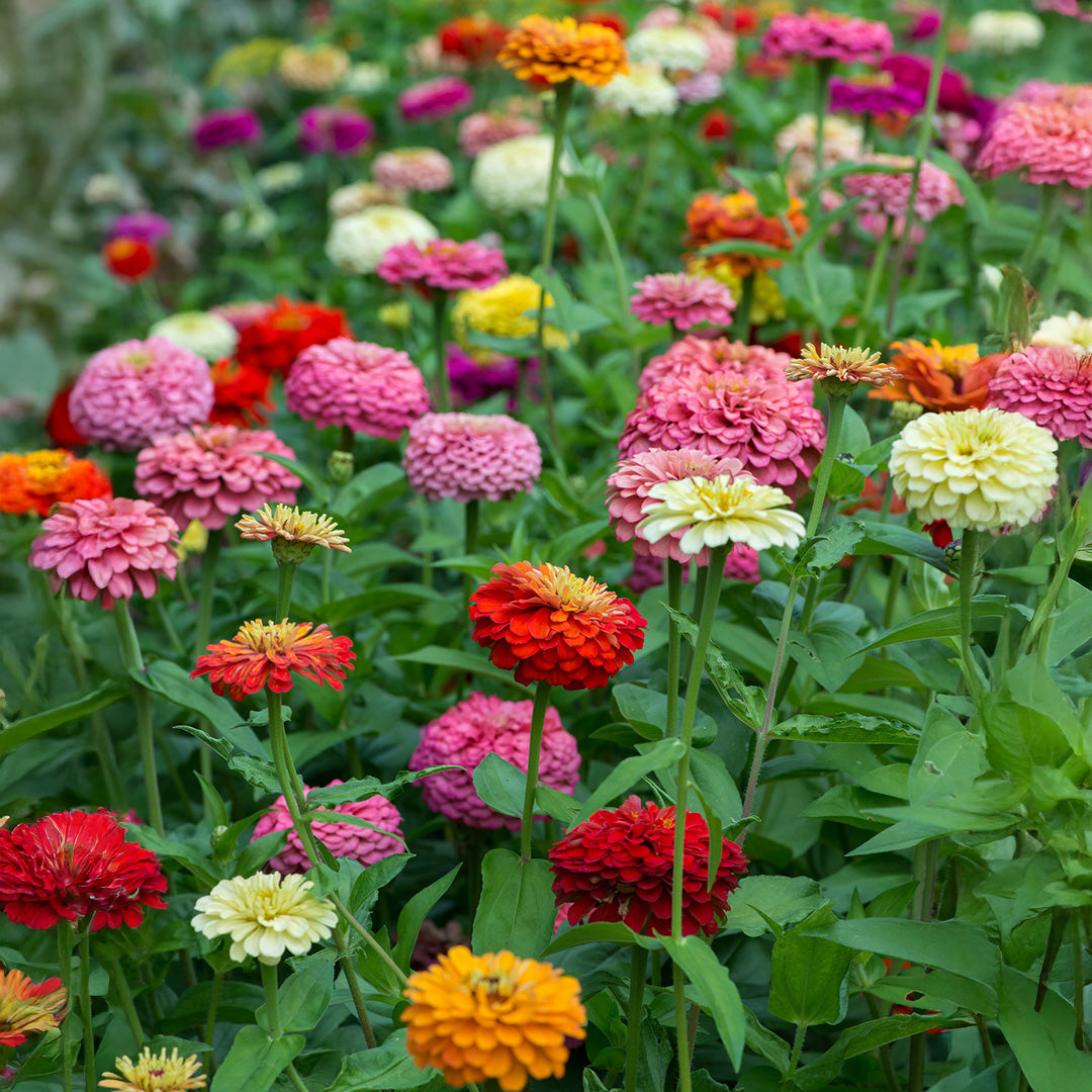 “Thank You” Zinnia Garden Kit