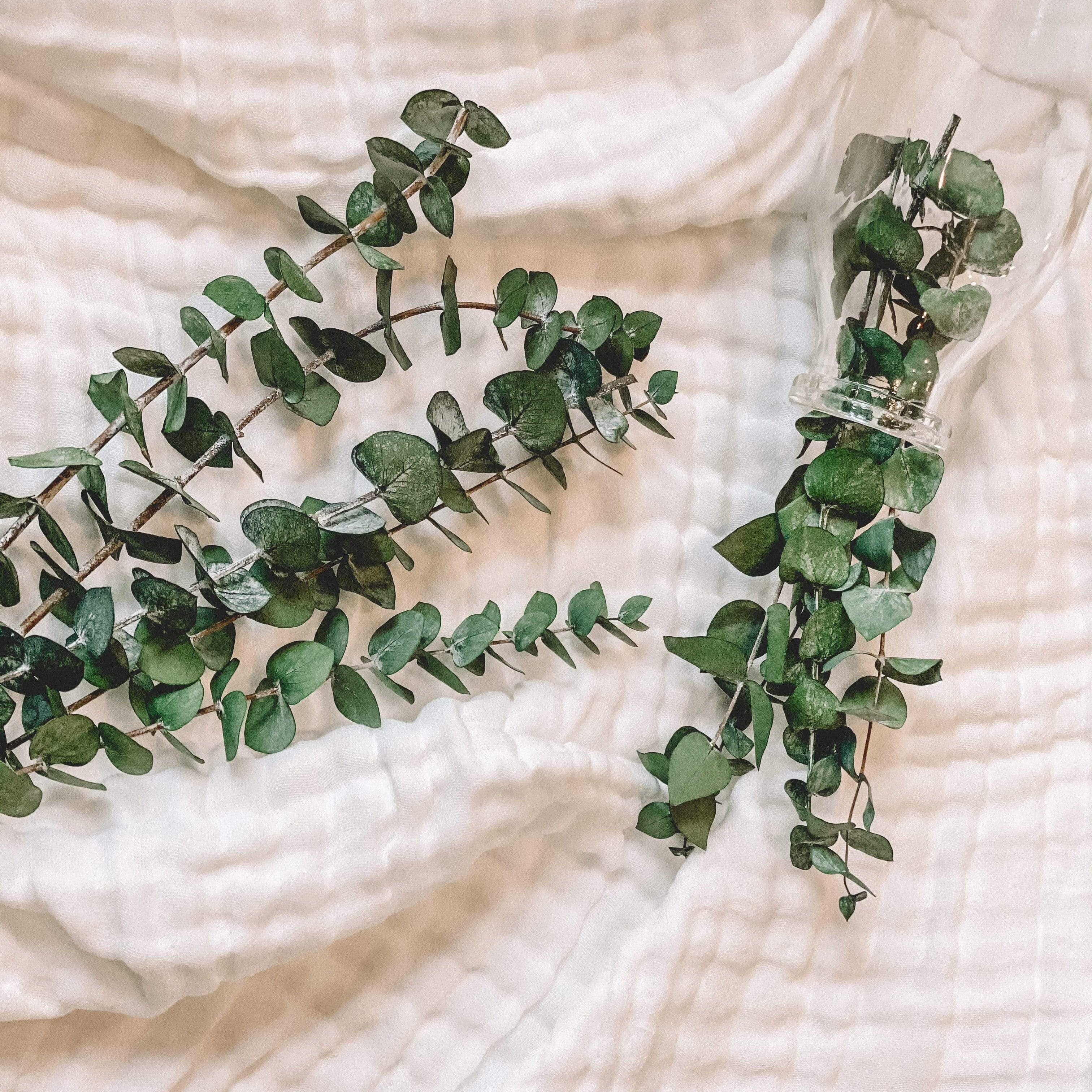 Branches d'eucalyptus de Le garde-fleurs