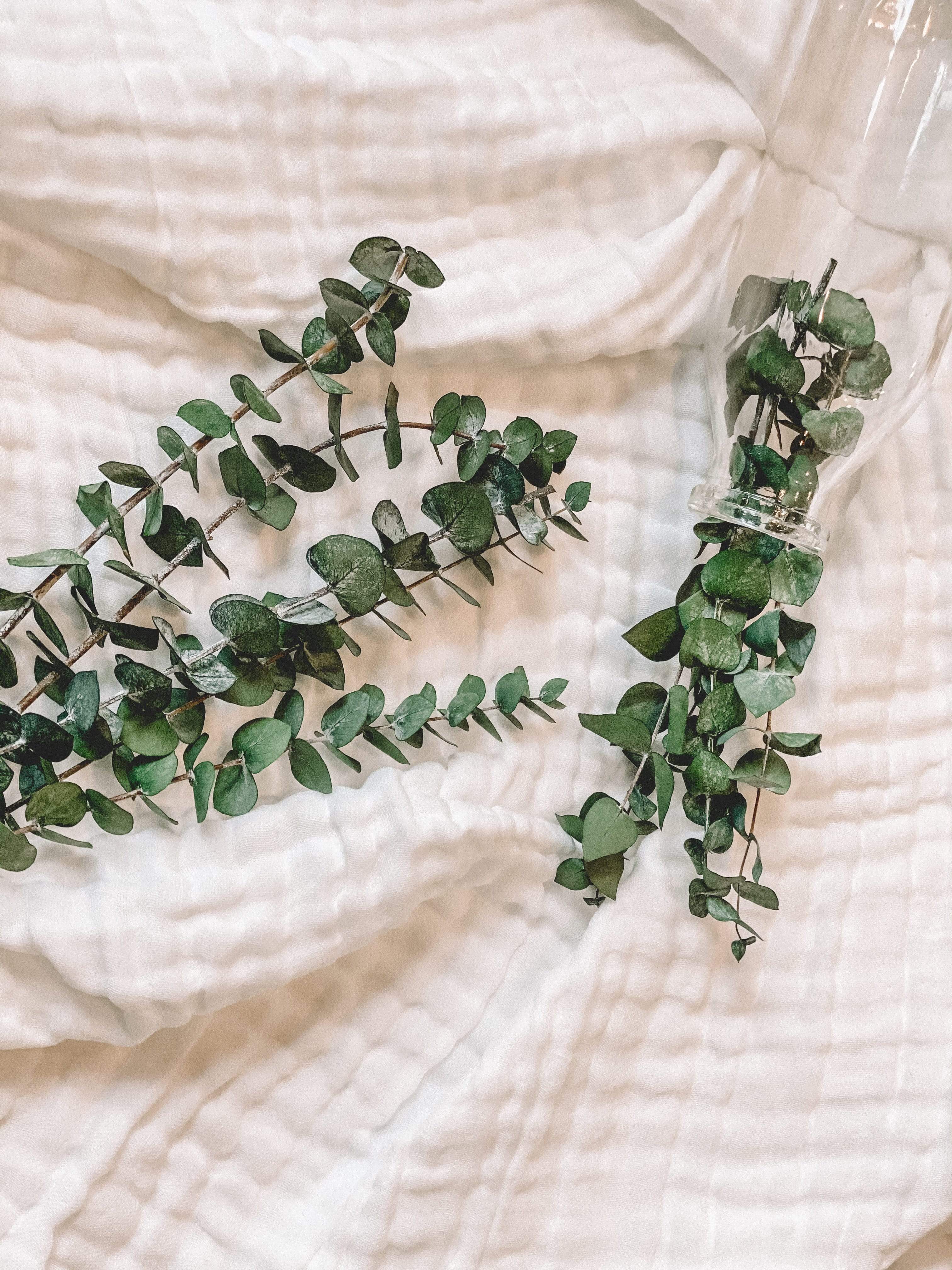 Branches d'eucalyptus de Le garde-fleurs